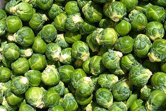 Brussels Sprout Brassica oleracea Long Island vegetable seeds for planting in backyard gardening plots