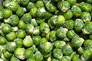 Brussels Sprout Brassica oleracea Long Island vegetable seeds for planting in backyard gardening plots