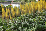 Ligularia Flower Seeds for Planting - NON GMO Seeds Dhara Seeds
