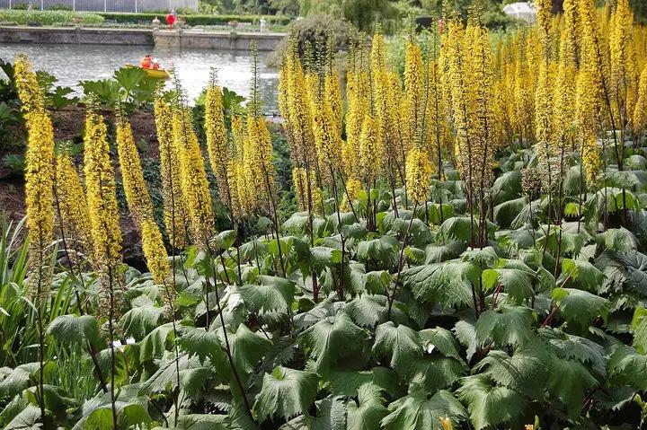 Ligularia Flower Seeds for Planting - NON GMO Seeds Dhara Seeds