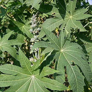 Castor Bean Plant Seeds for Planting