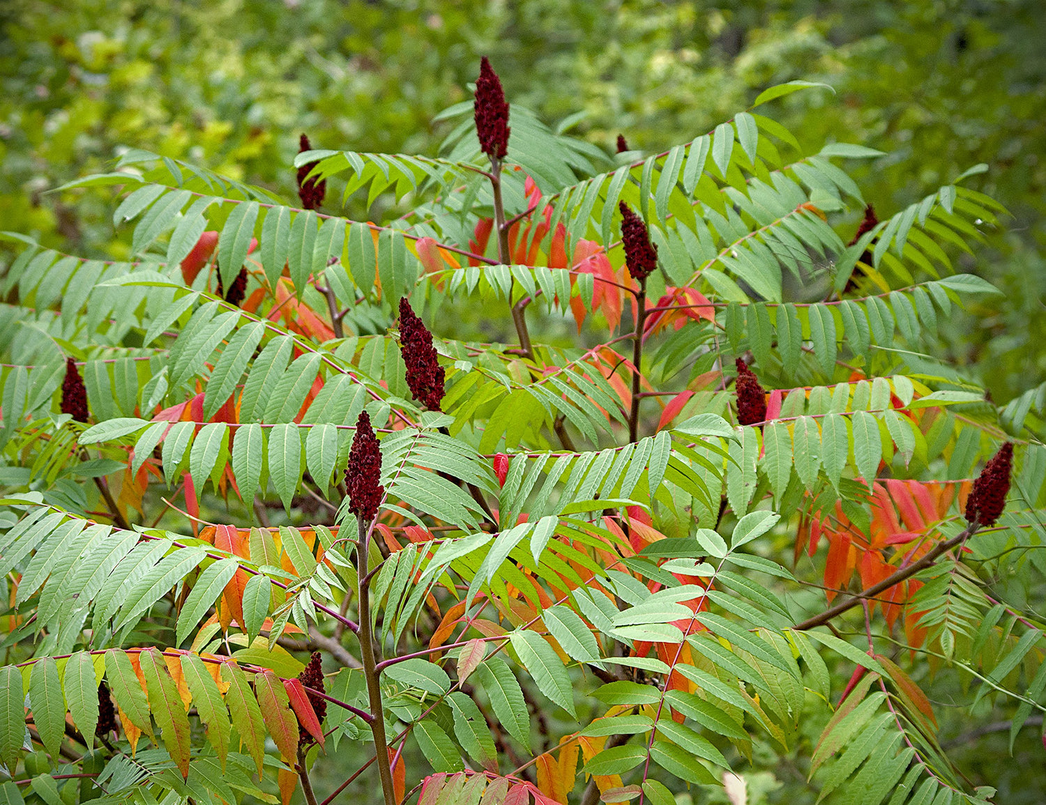 Sumac Rhus trilobata Plant Seeds for Planting in Landscape