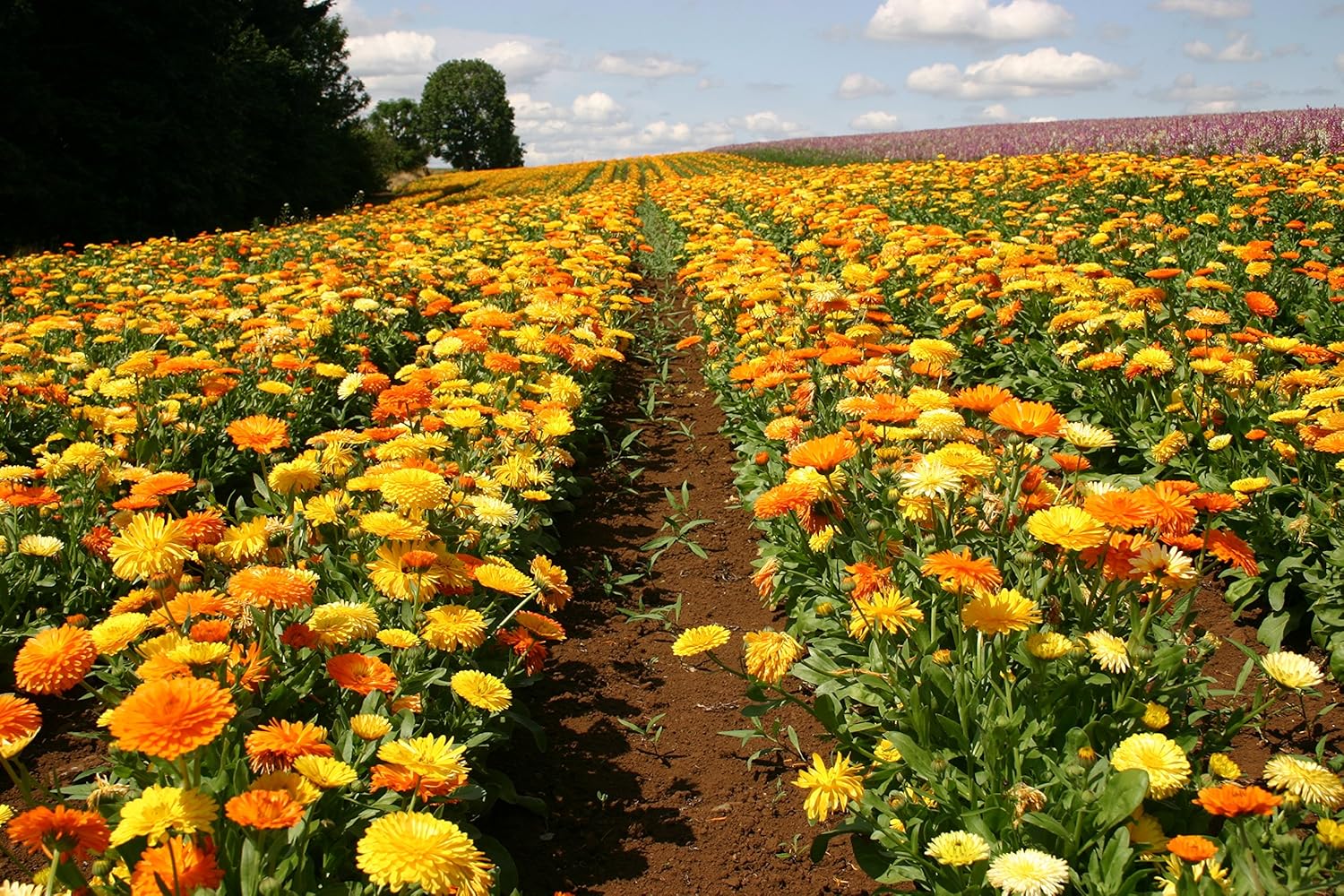 Calendula Seeds - Pacific Beauty Mix