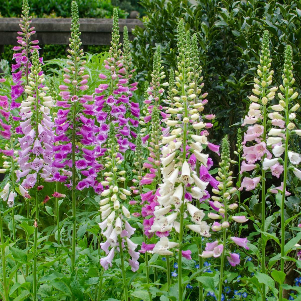 Foxglove Gloxiniaeflora Mix Seeds