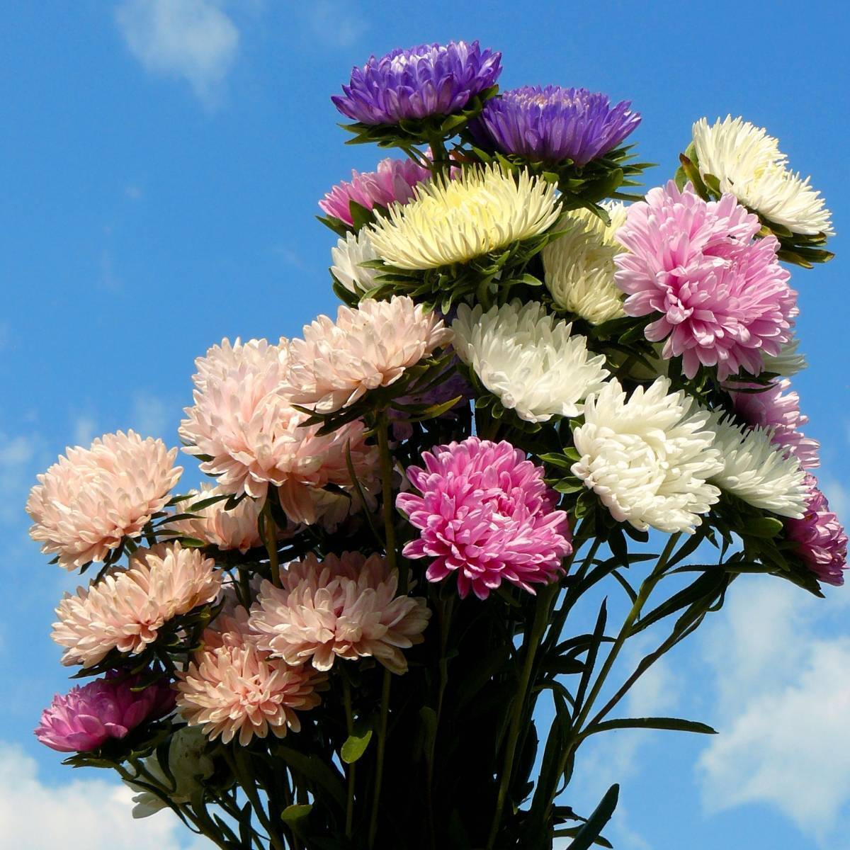 Aster Powderpuffs Mix Seeds