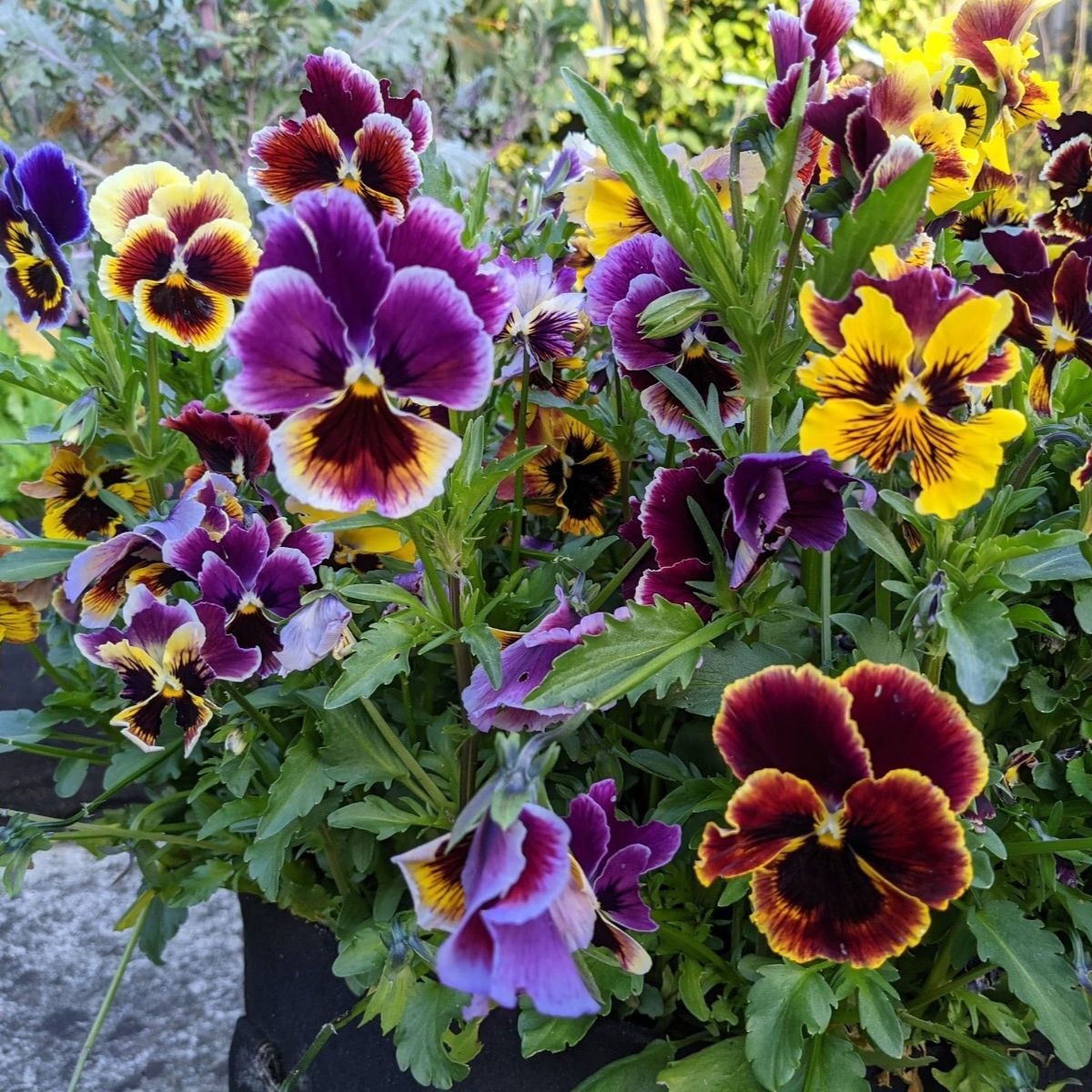 Viola Rococco Frilled Mix Seeds