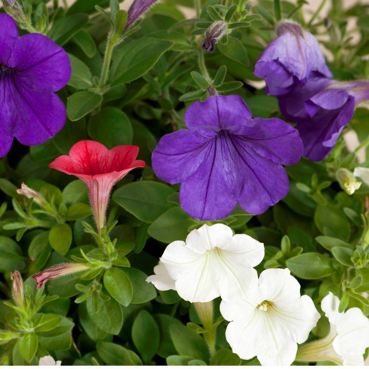 Petunia Nana Compacta Mix Seeds