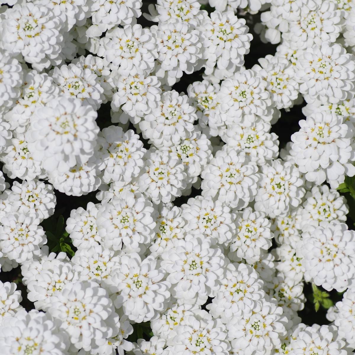 Candytuft Empress White Seeds