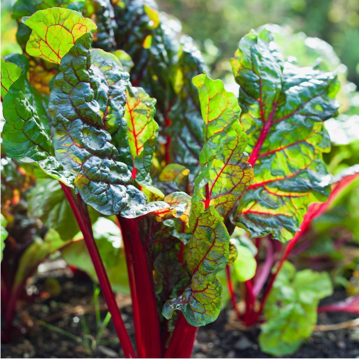 Ruby Red Silverbeet Seeds