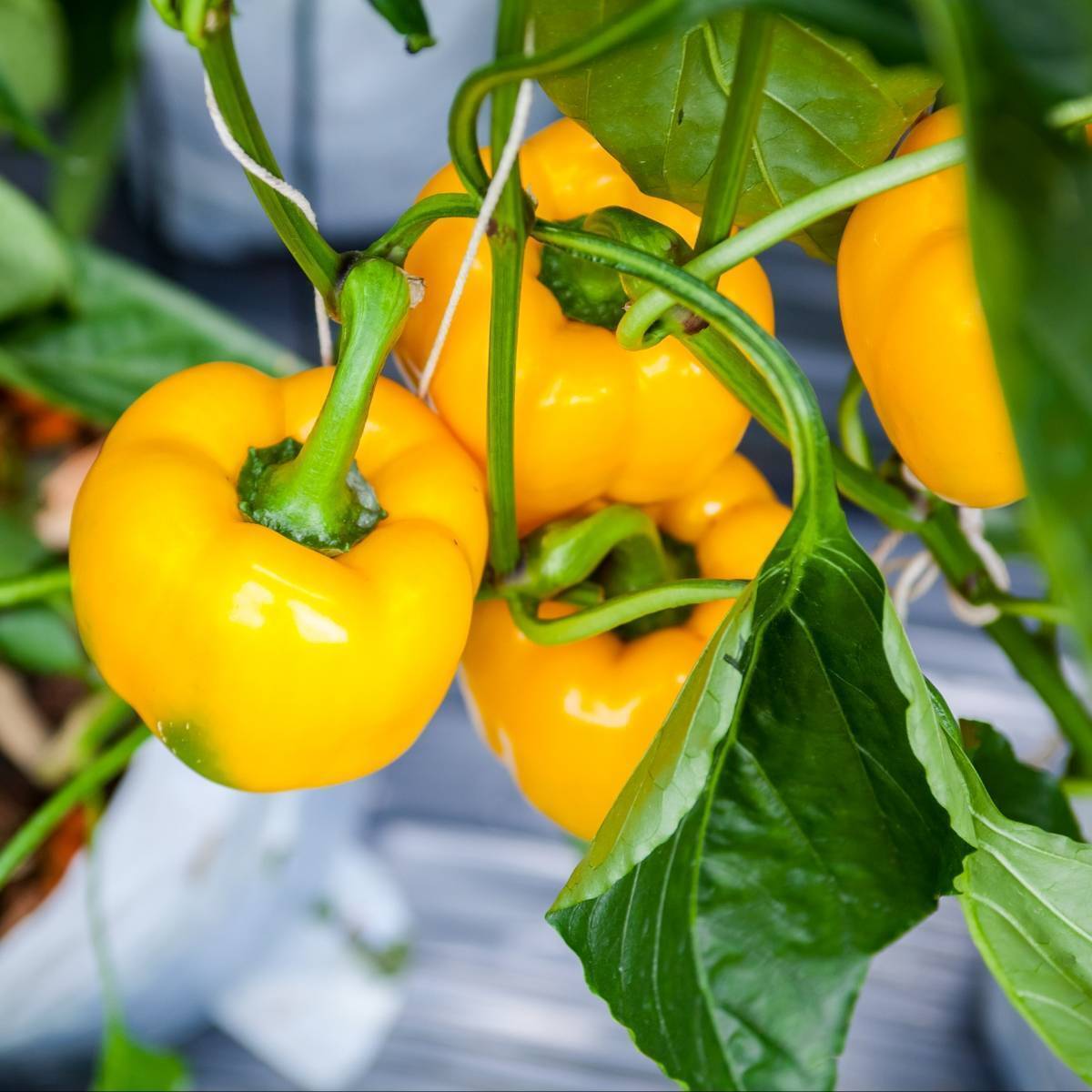 Golden Californian Wonder Capsicum Seeds