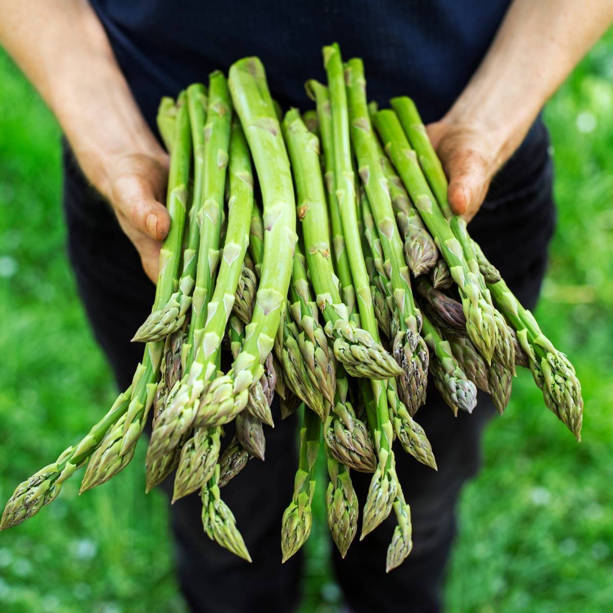 Connover's Colossal Asparagus Seeds