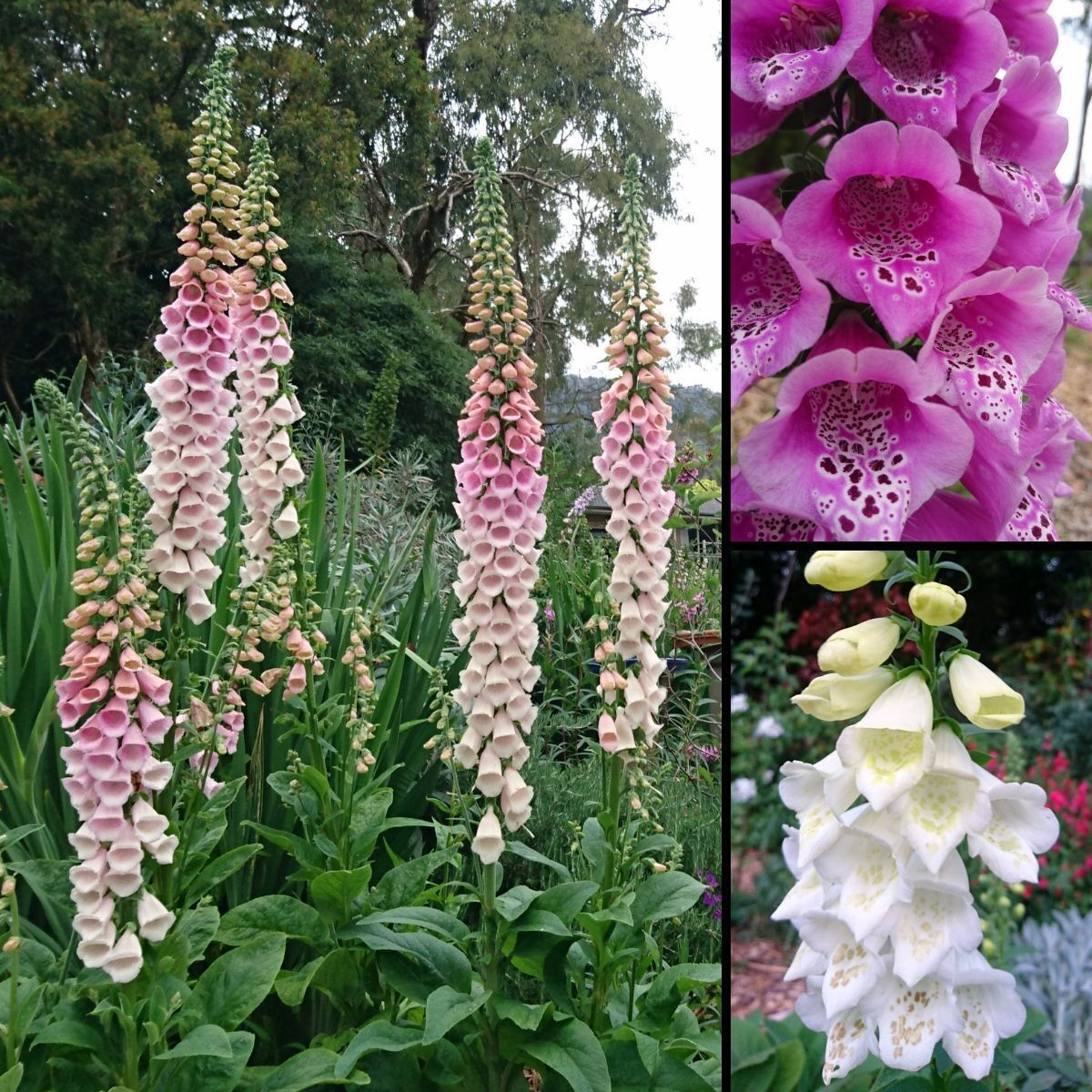 Foxglove Excelsior Mix Seeds