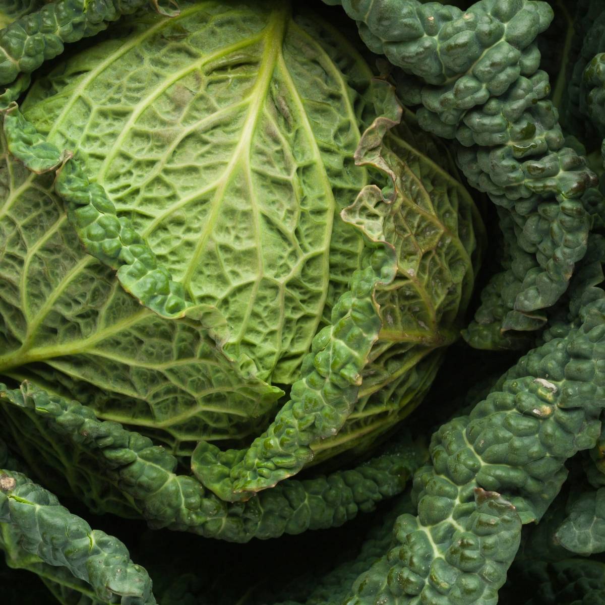 Green Vertus Savoy Cabbage Seeds