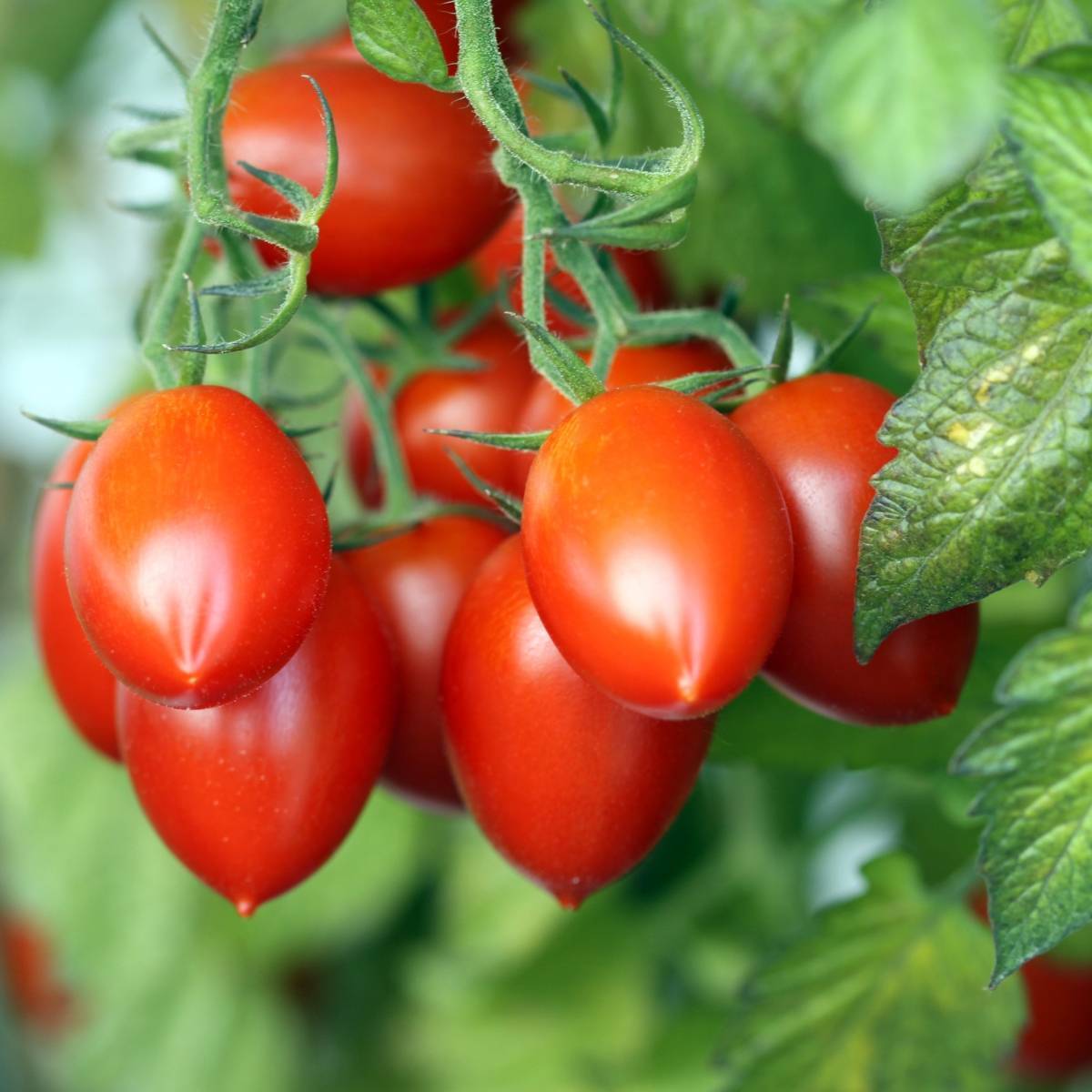 Amish Paste Tomato Seeds