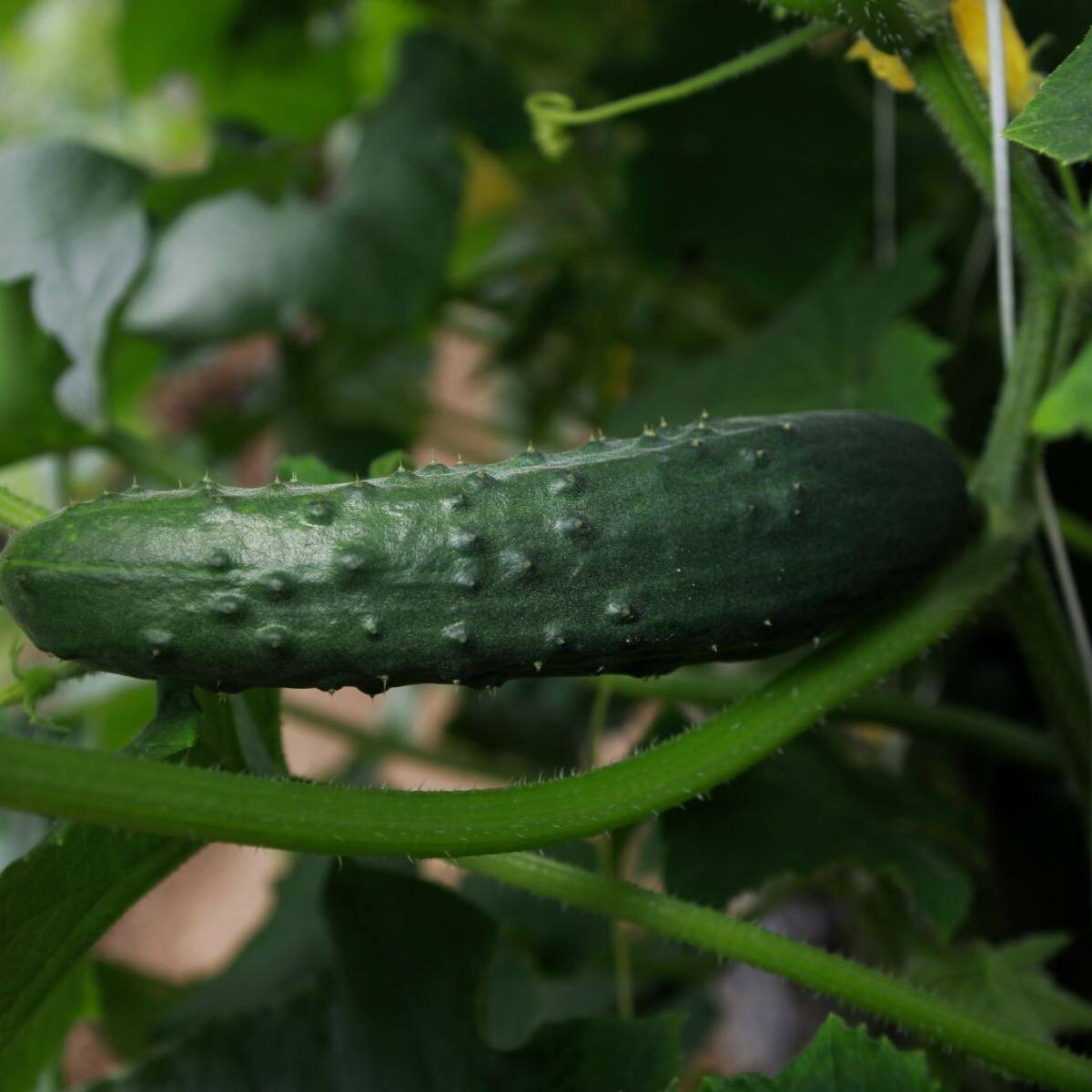 Marketmore Cucumber Seeds