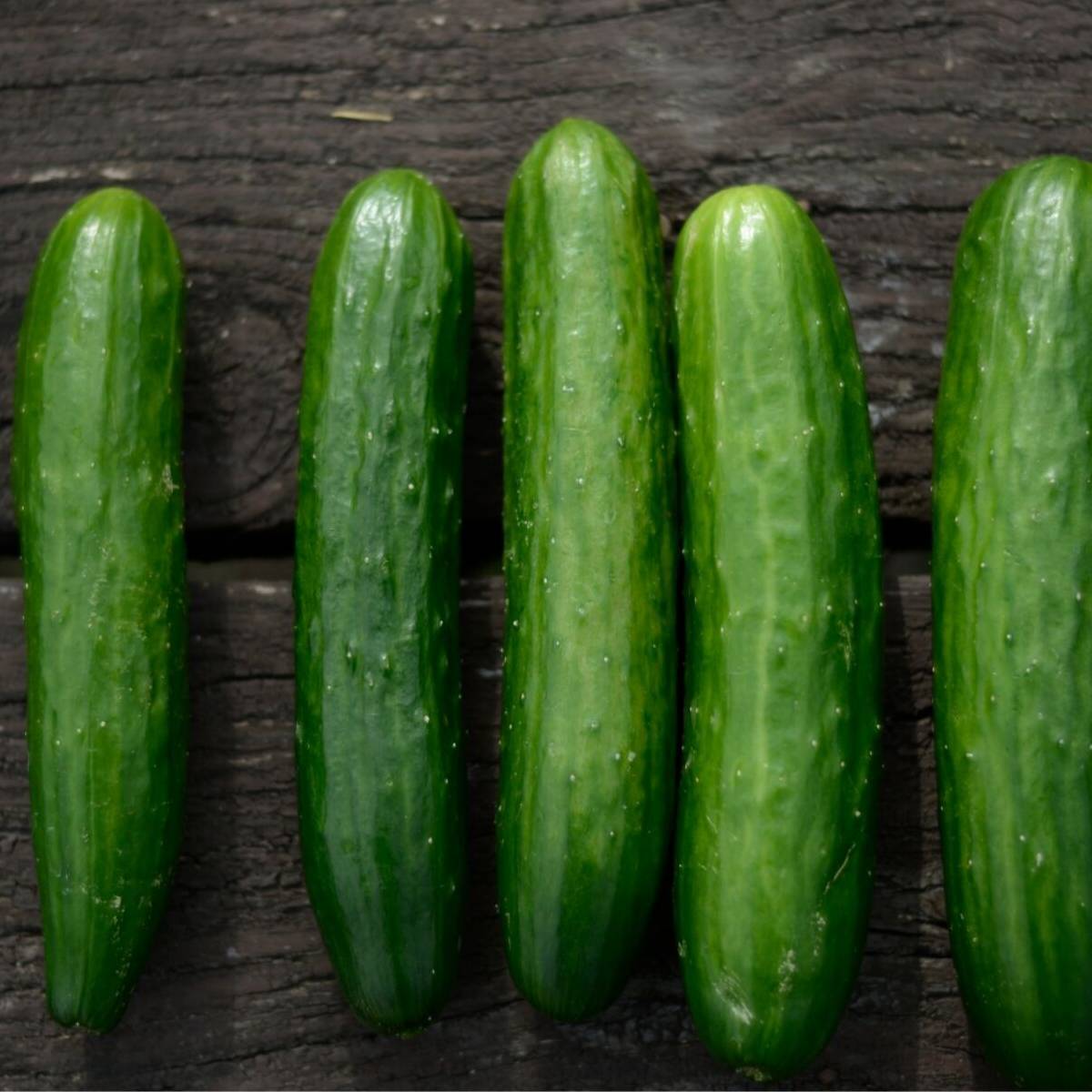 Poinsett Cucumber Seeds