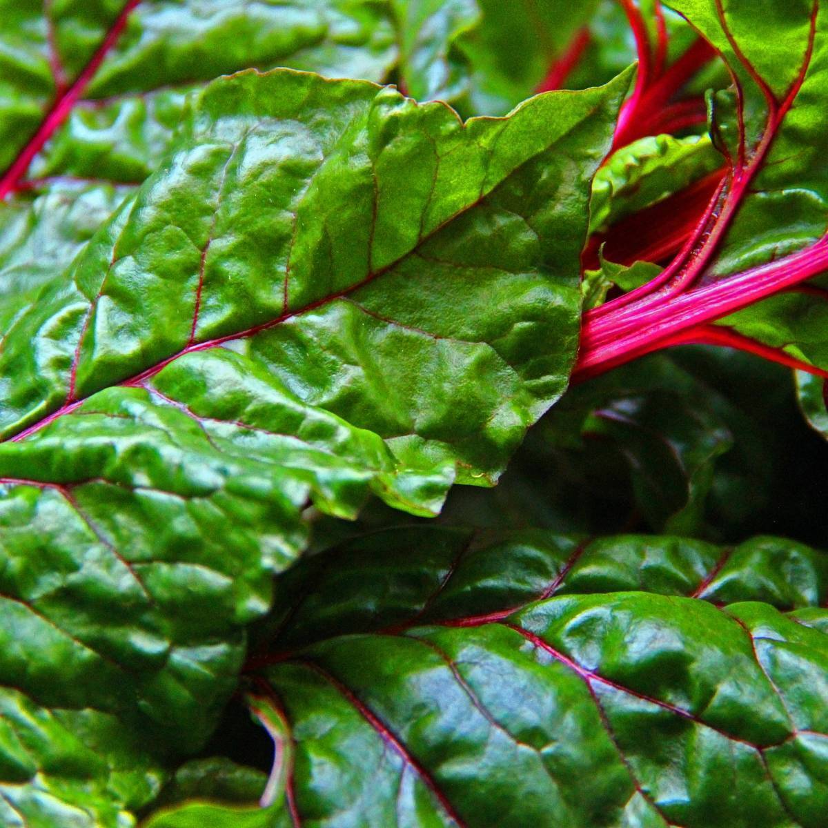 Magenta Silverbeet Seeds