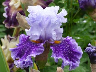 Seward Tall Bearded Iris