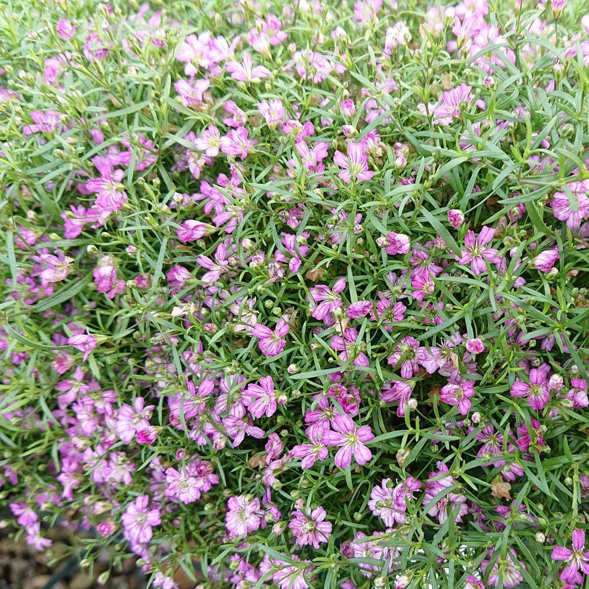 Gypsophila Repens Rose Seeds