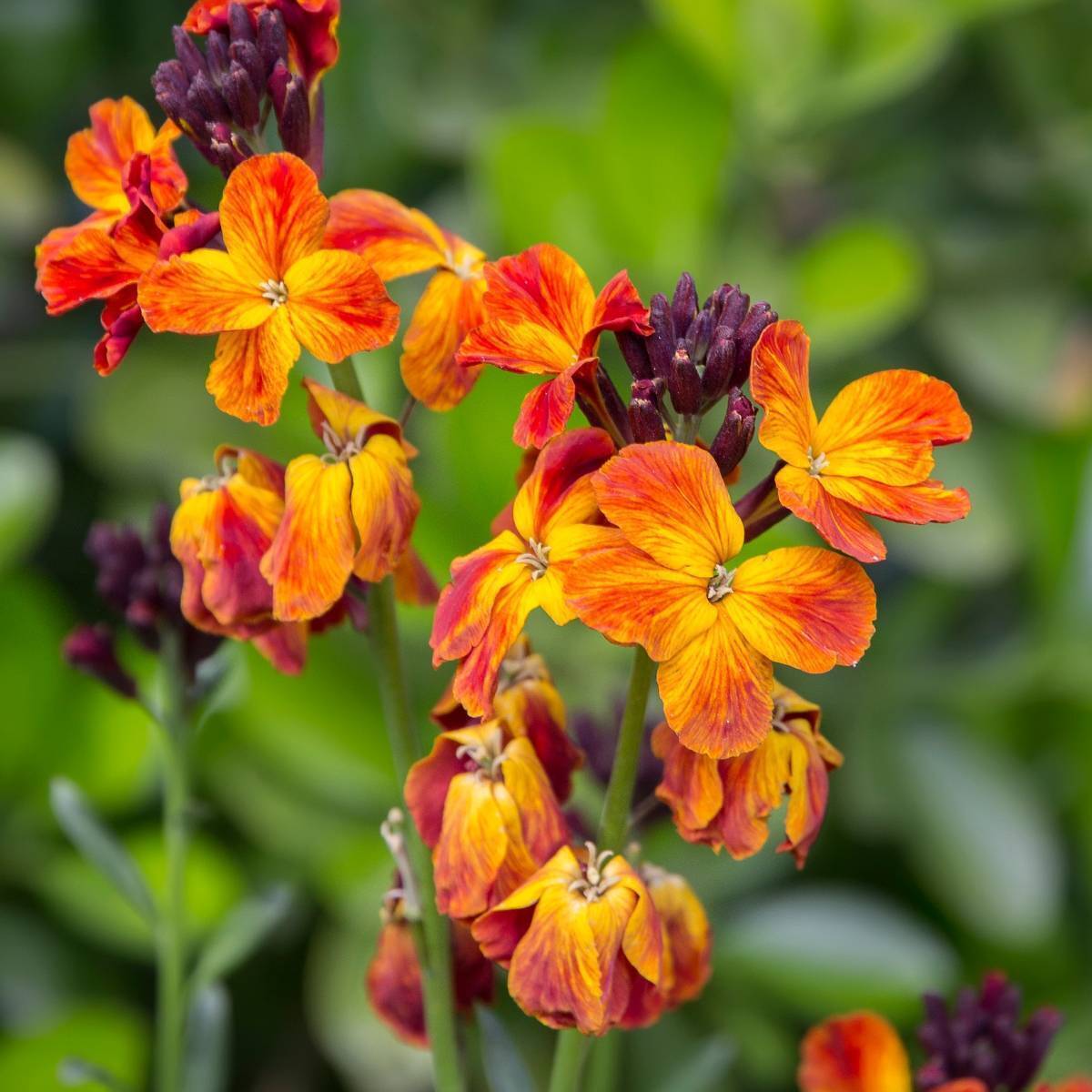 Wallflower Fire King Seeds