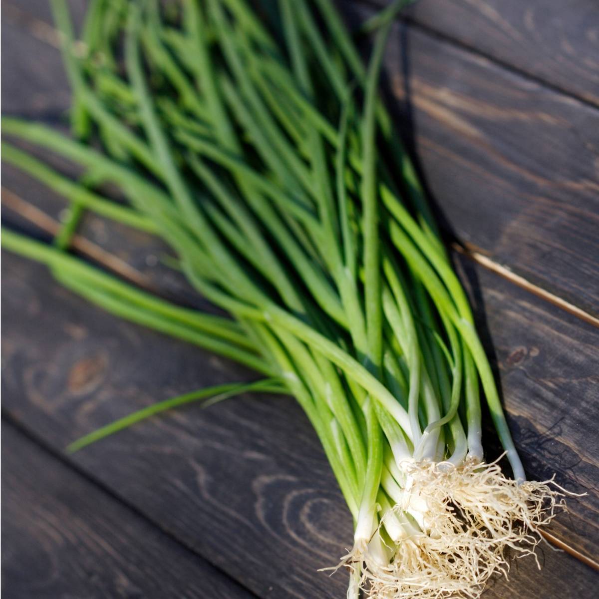 Winter Ishikura Bunching Onion Seeds