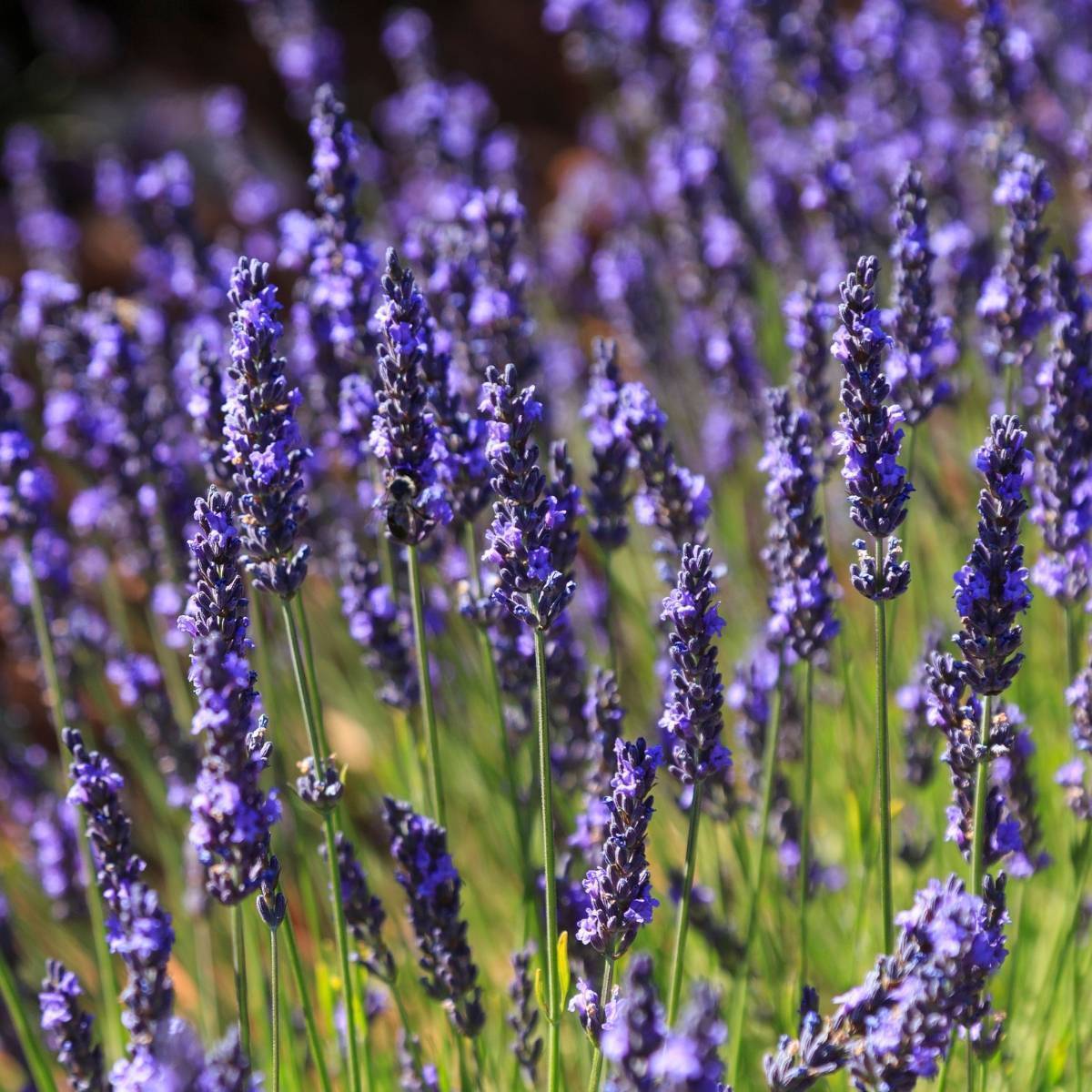 Lavender Spira Seeds