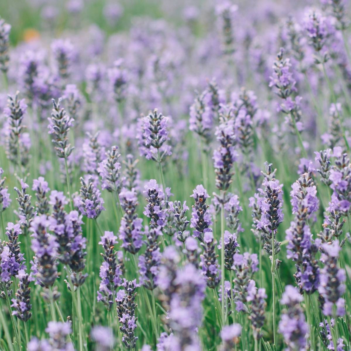 Lavender Munstead Seeds