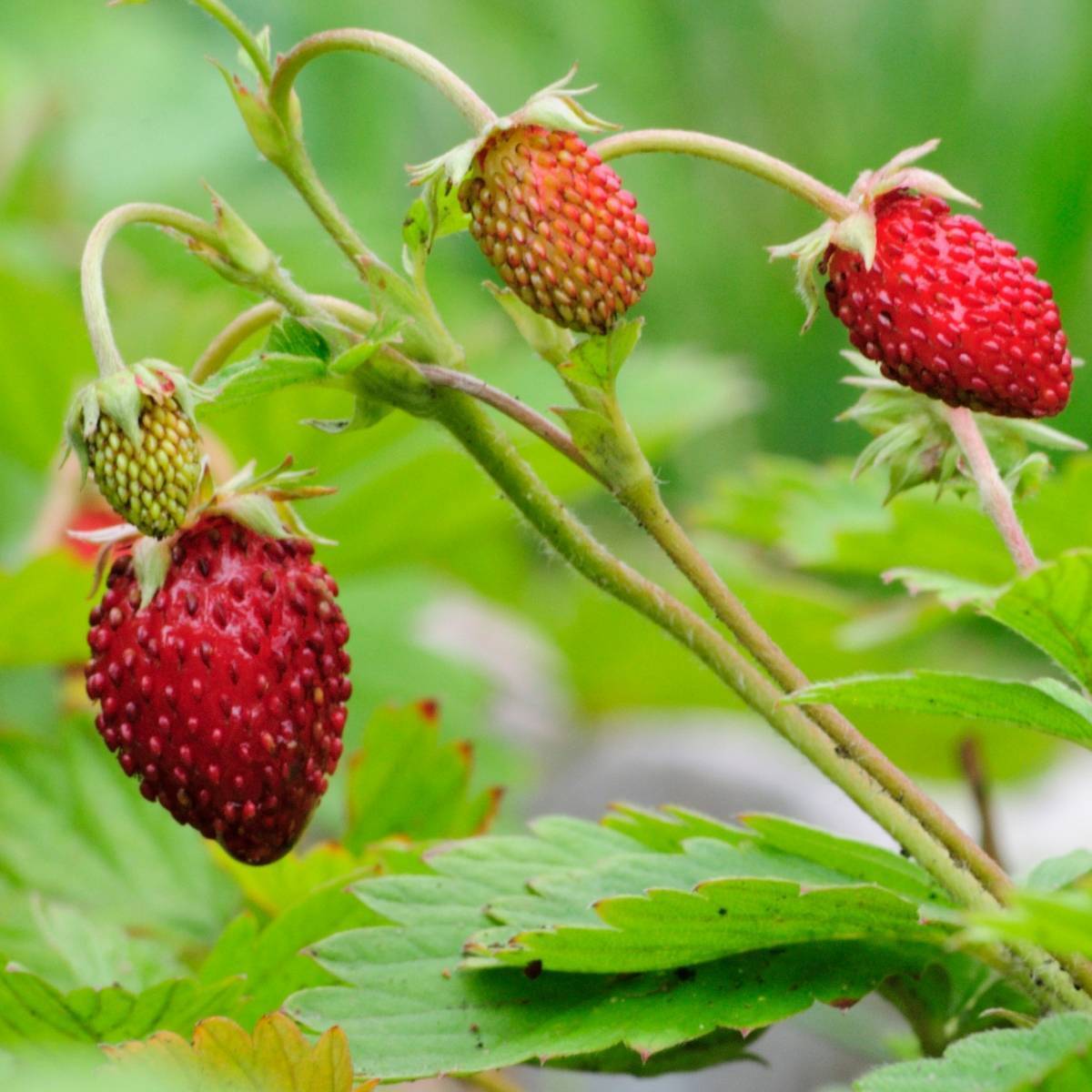 Alpine Strawberry Seeds