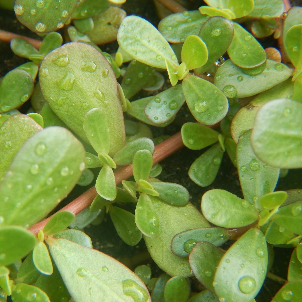 Green Purslane Seeds