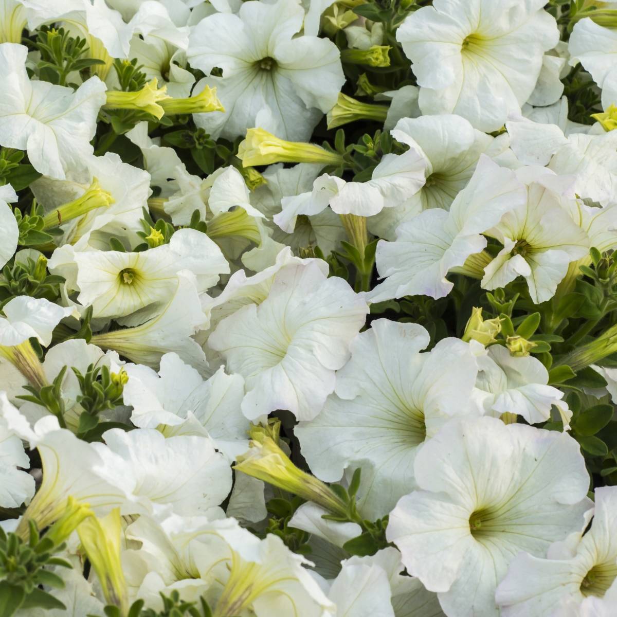 Petunia Snowball Seeds