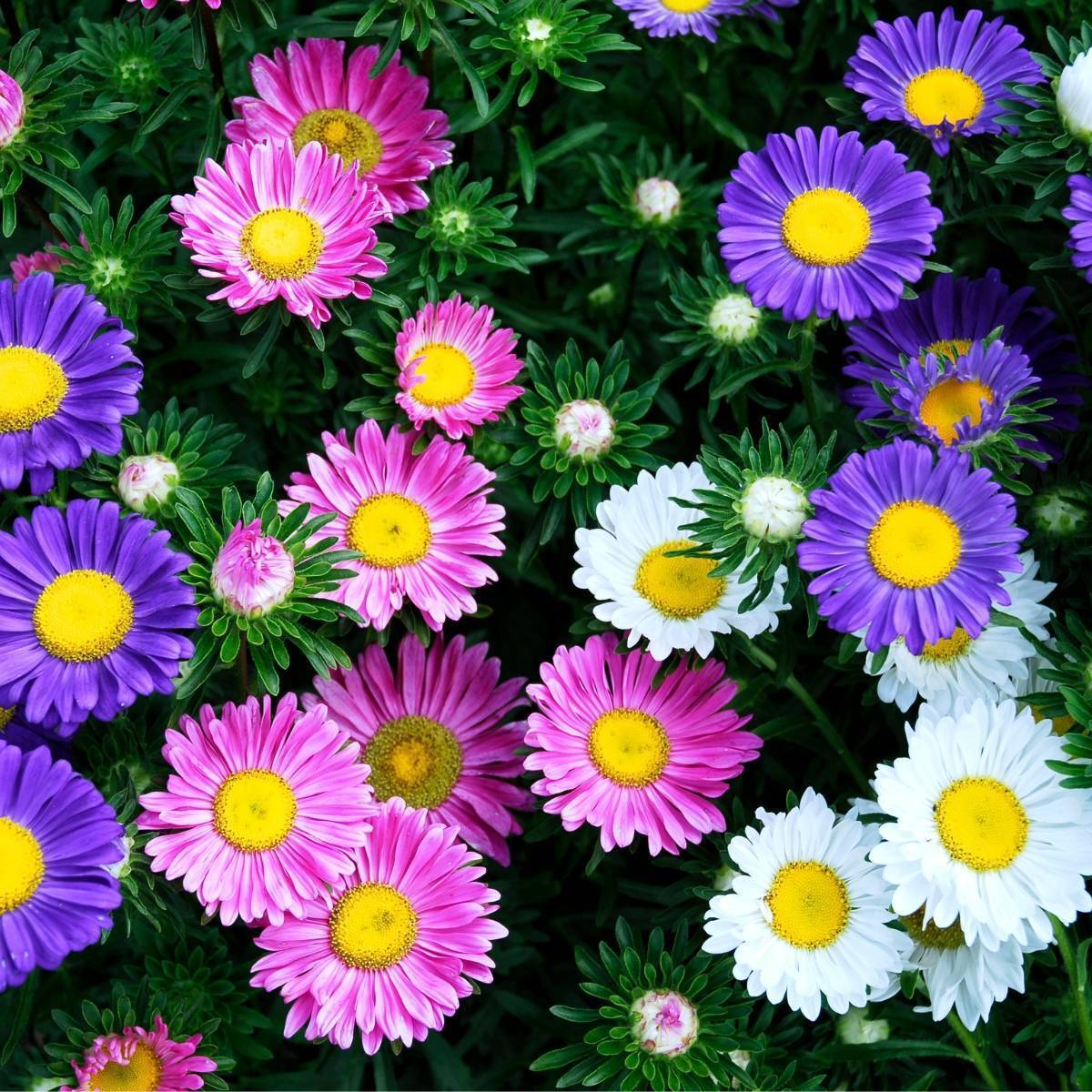 Aster Single Rainbow Mix Seeds