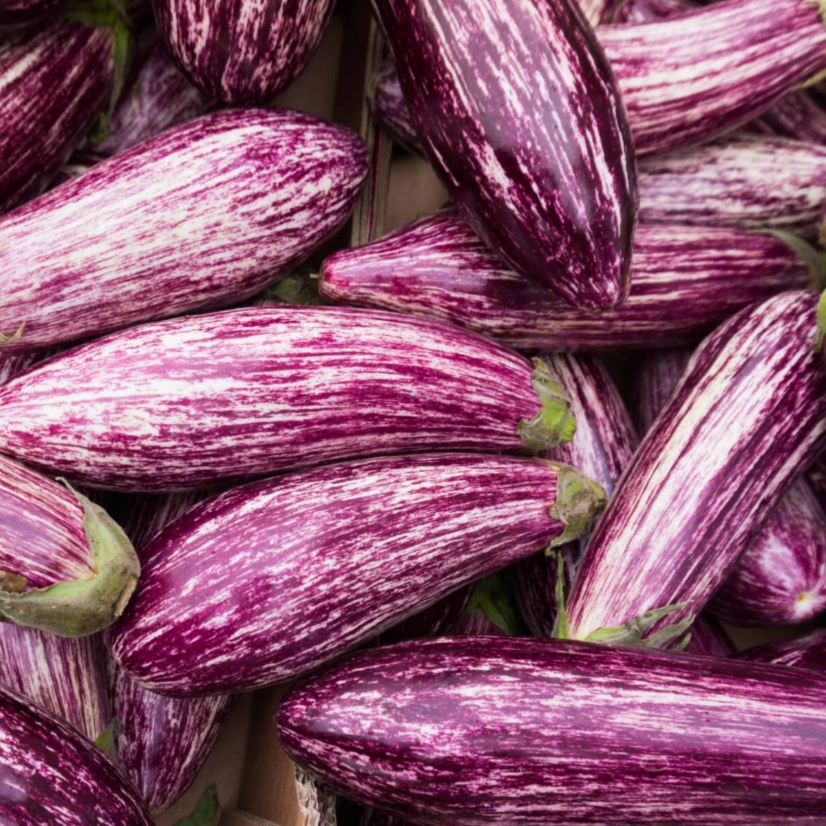 Tsakoniki Eggplant Seeds