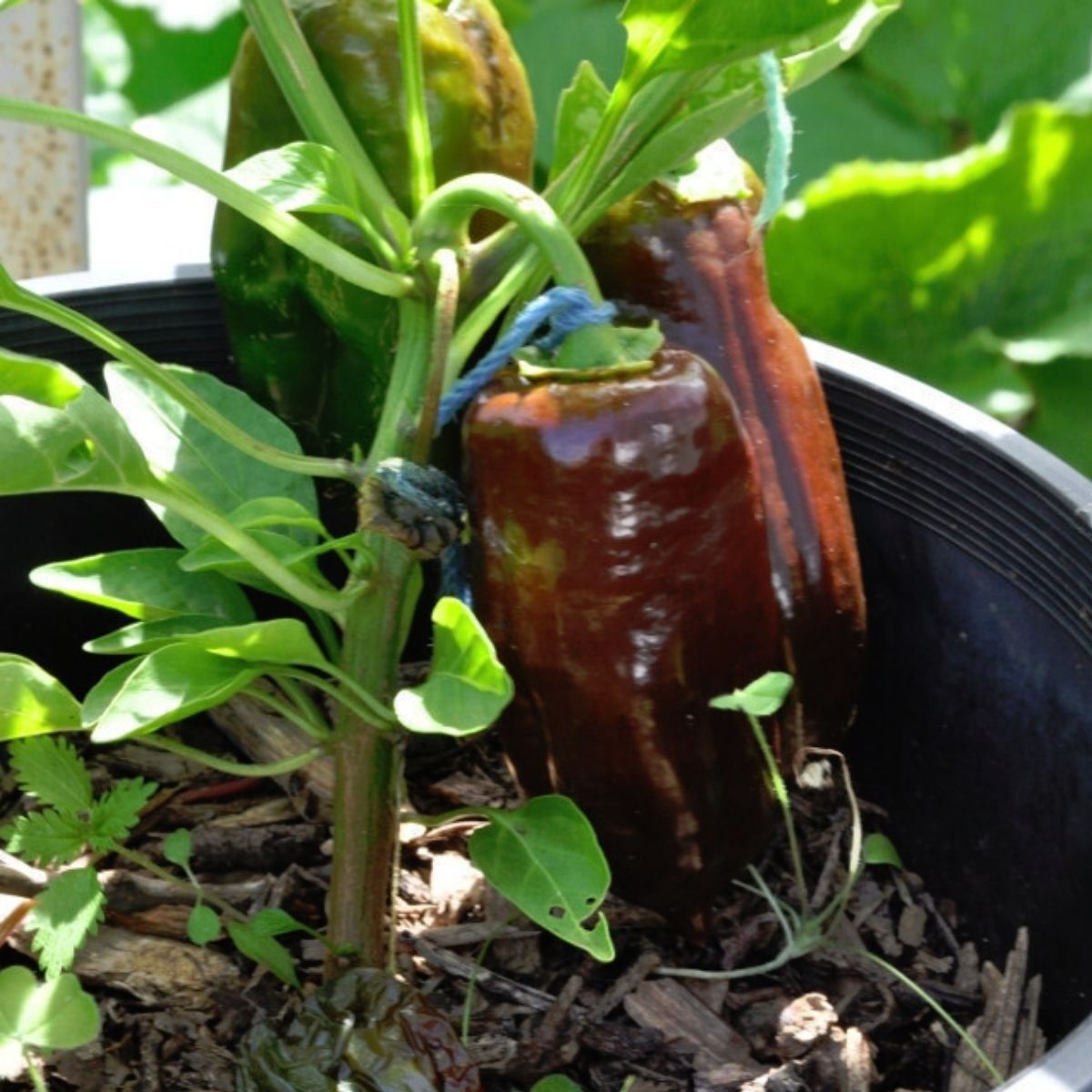 Chocolate Beauty Capsicum Seeds