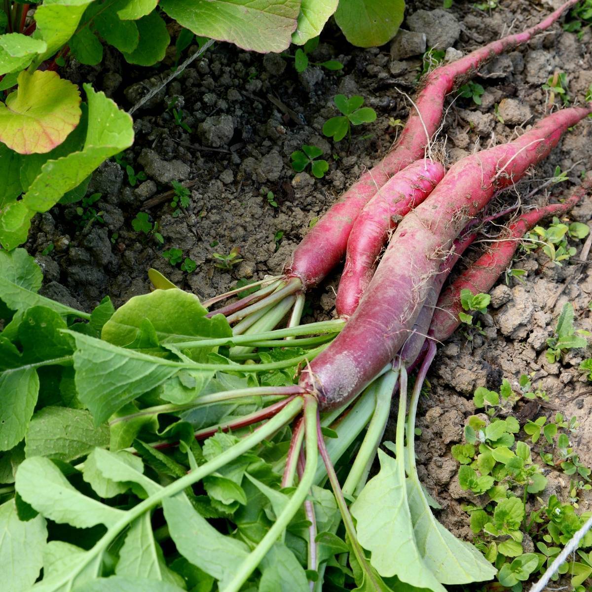 Fire Candle Radish Seeds