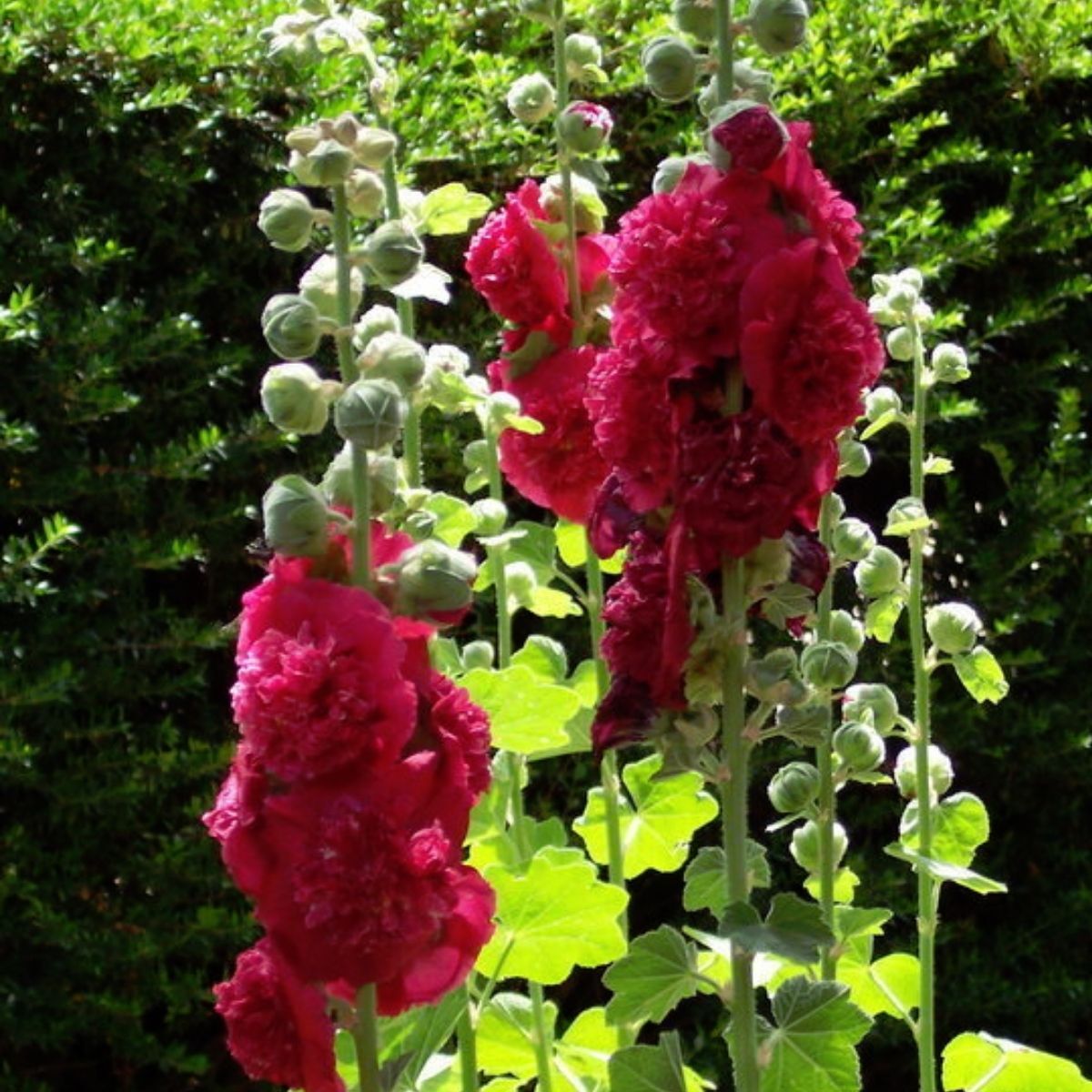 Hollyhock Summer Carnival Mix Seeds