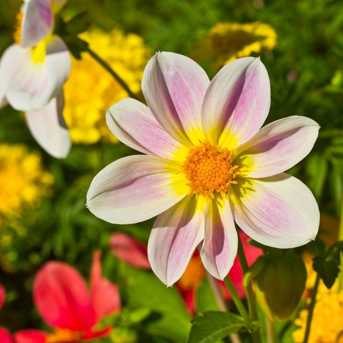 Dahlia Unwin's Bedding Mix Seeds