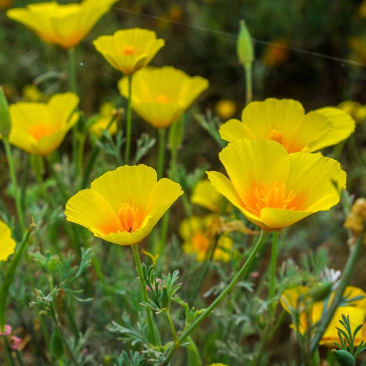 Californian Poppy Golden West Seeds