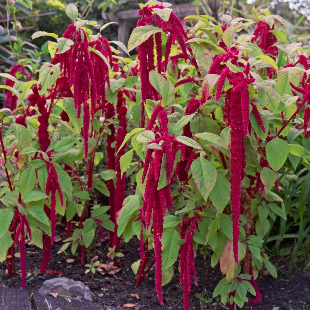 Amaranth Caudatus Red Seeds