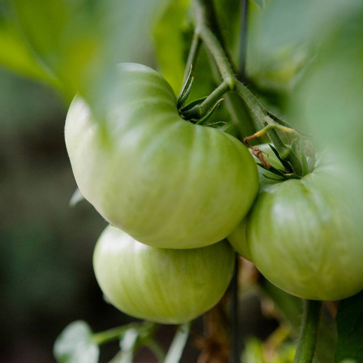 Evergreen Tomato Seeds