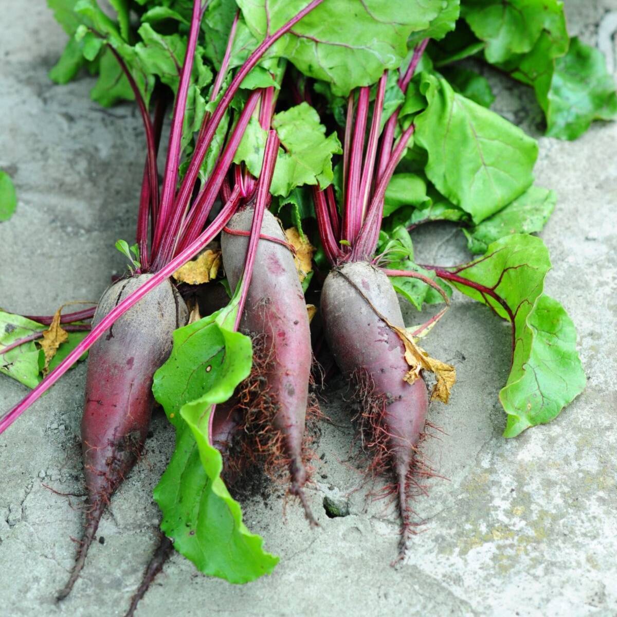 Cylindra Beetroot Seeds