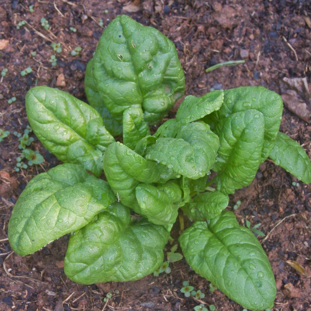 Bloomsdale Long Standing Spinach Seeds