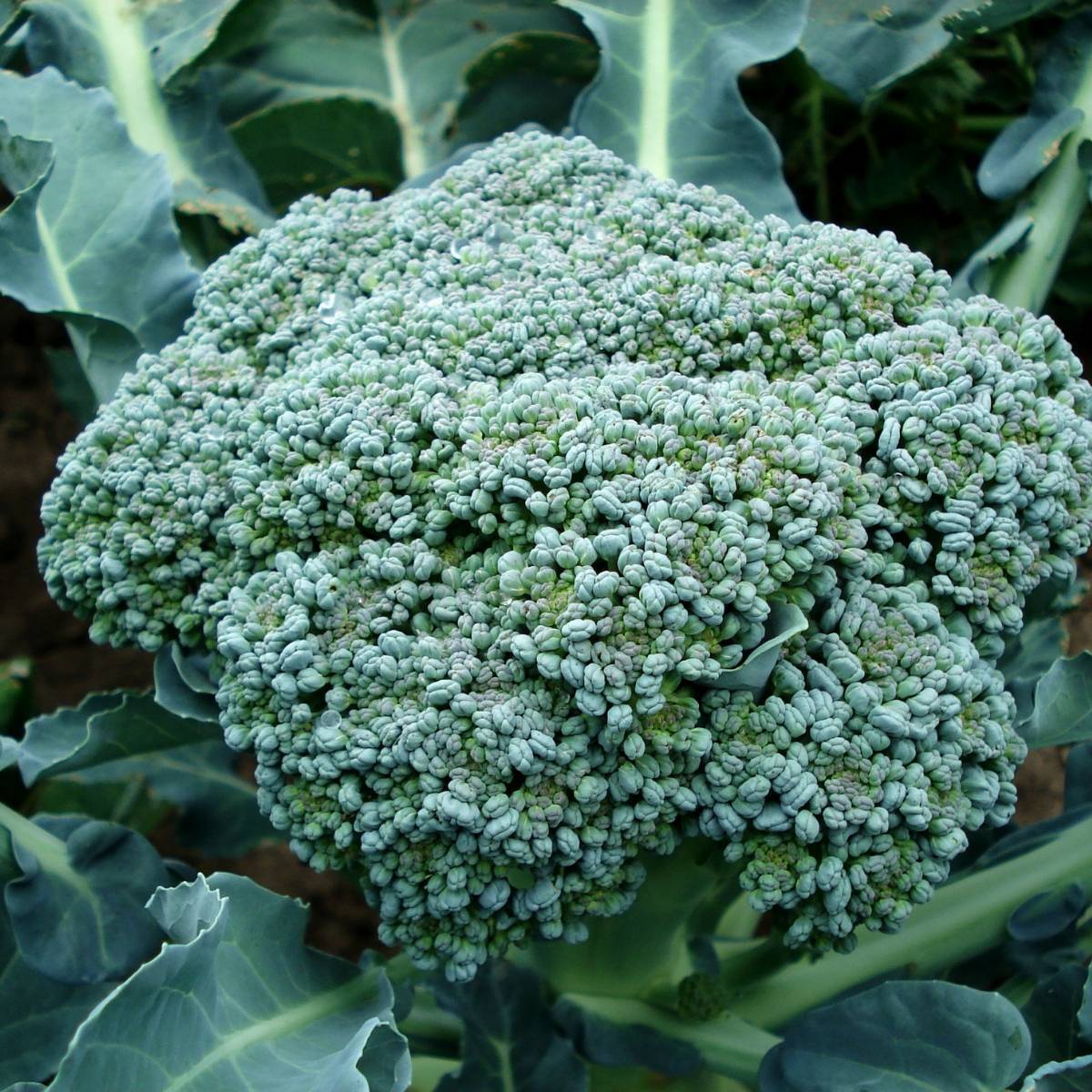 Di Ciccio Broccoli Seeds