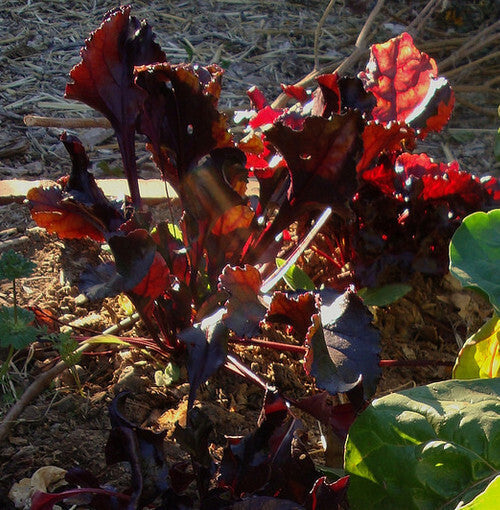 Bull’s Blood Beetroot Seeds