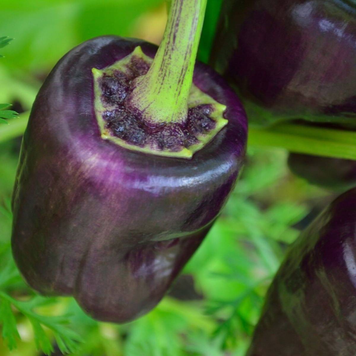 Purple Beauty Capsicum Seeds