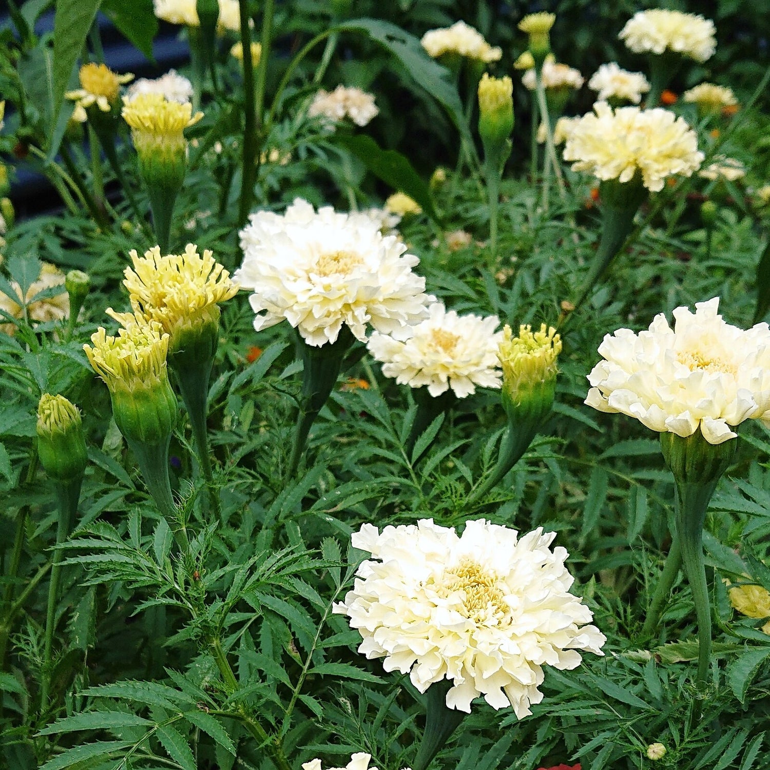 Marigold African Kilimanjaro White Seeds