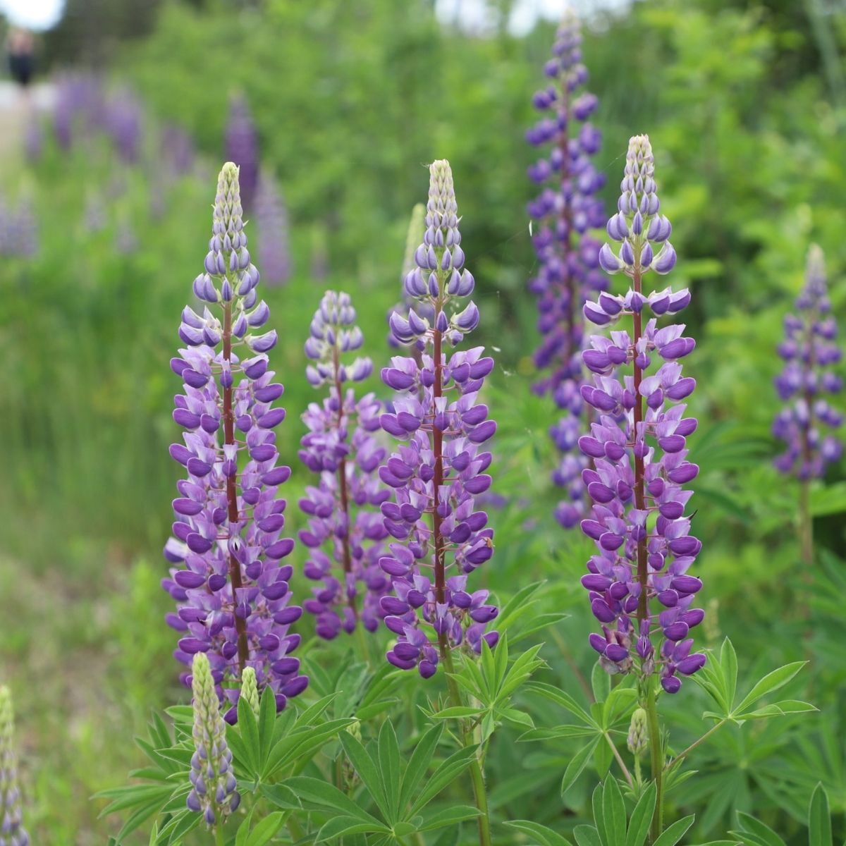 Lupin Hartweggii Seeds