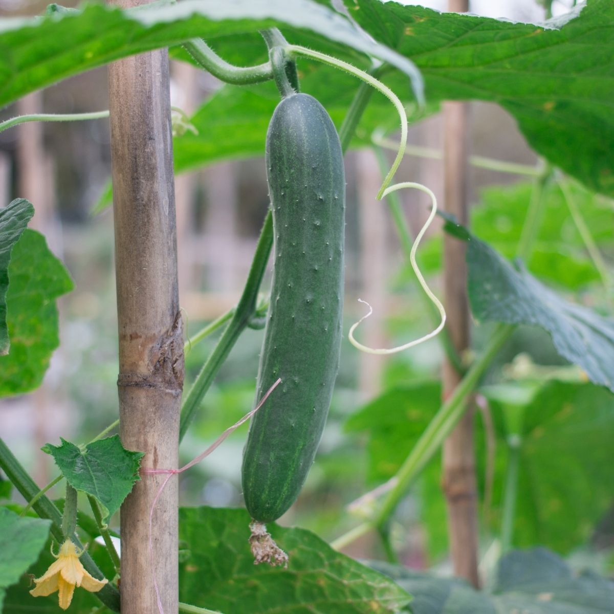 Burpless Cucumber Seeds