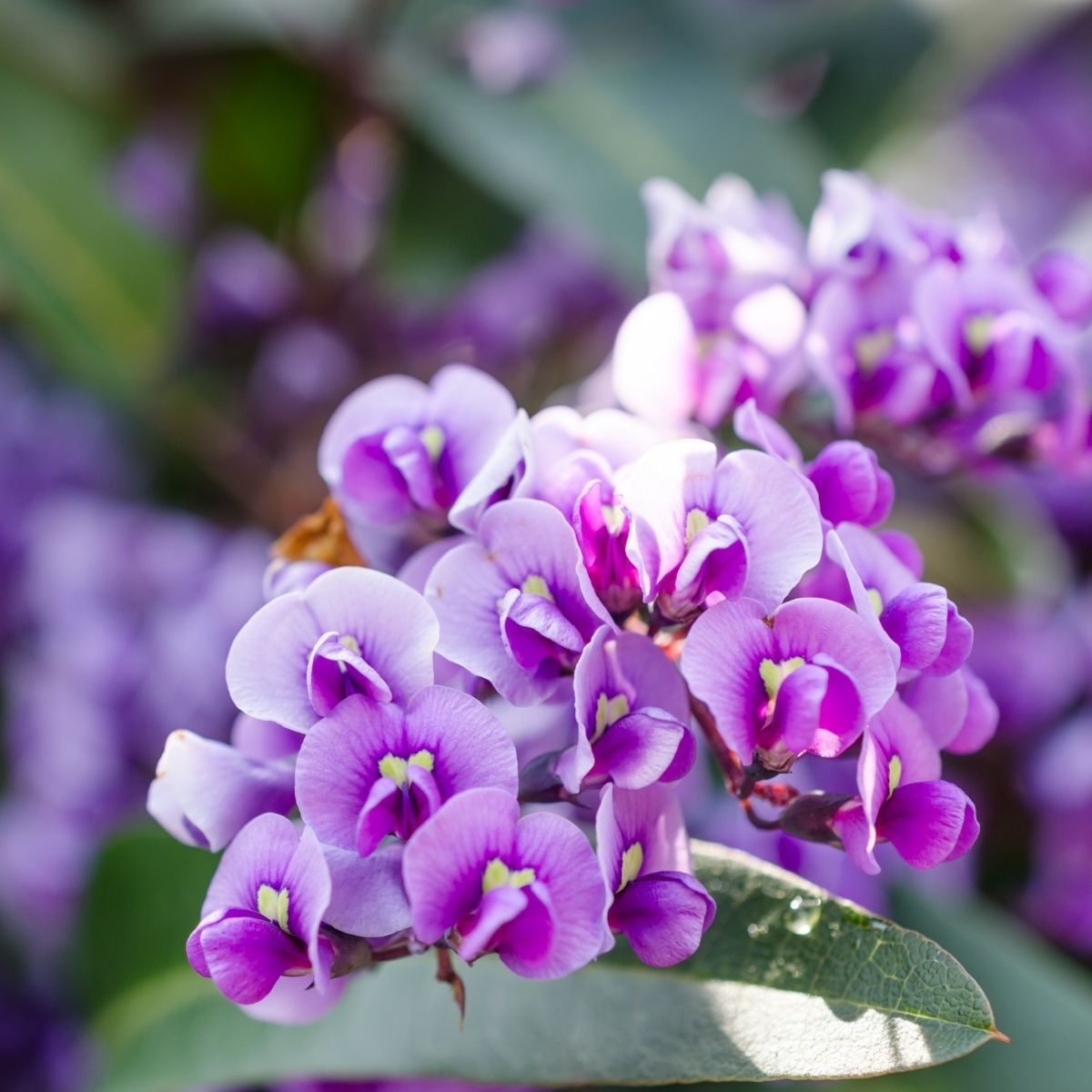 Hardenbergia Purple Seeds