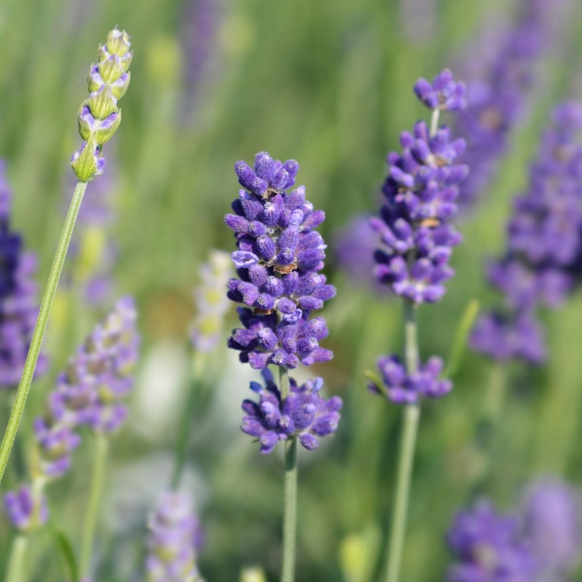 Lavender Hidcote Seeds