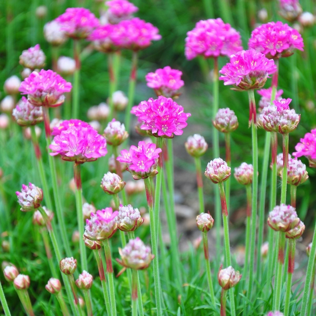 Armeria Morning Star Deep Rose Seeds